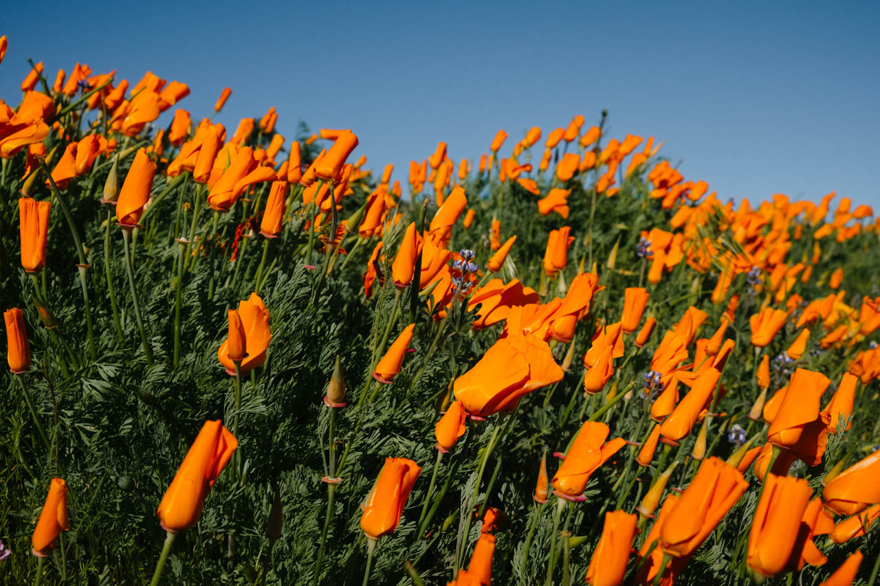 Antelope Valley Poppy Reserve - Let’s Photo Trip